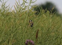 Ein Stieglitz versteckt sich im Raps