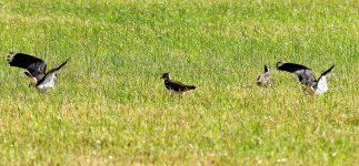 Kibitze auf dem Feld