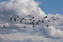 Eine Kibitzgruppe im Flug